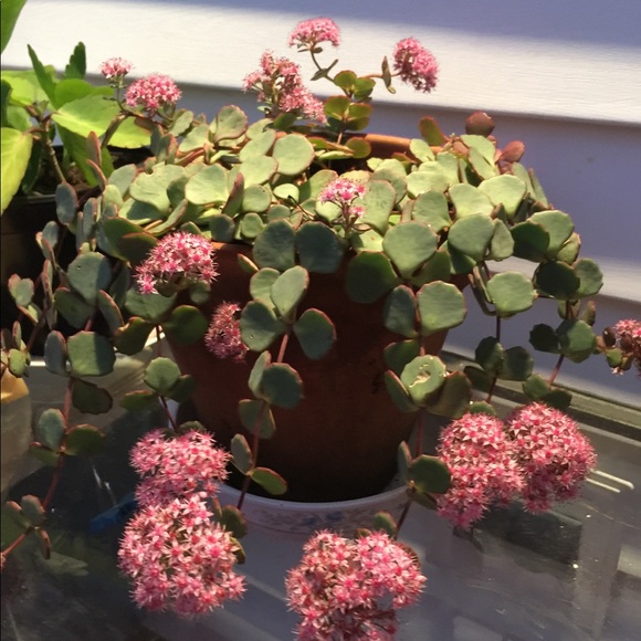 Meet your Posher, Dayana - Picture 1 of 1